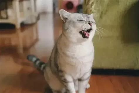 Image result for How to Help a Panting Cat