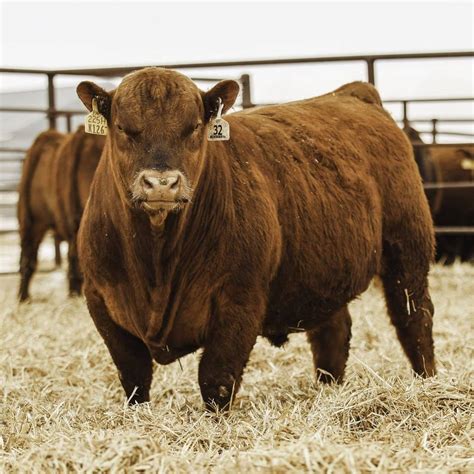 Red Angus Show Cattle