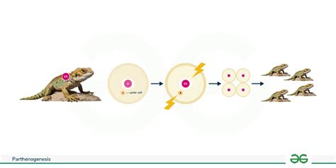 Image result for Parthenogenesis Examples