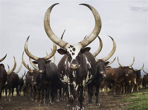 MABAMBA SWAMP SHOEBILL WATCHING (2026) All You Need to Know BEFORE You ...