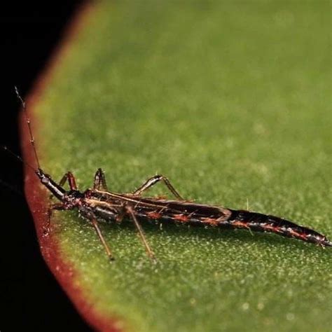 Can You Use Neem Oil To Get Rid Of Thrips?