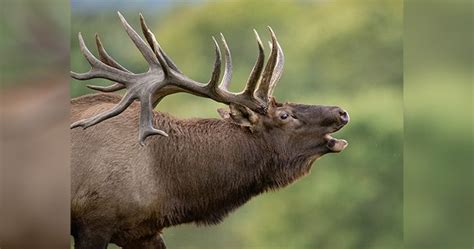 Colorado's Secondary Draw Application Period Begins June 20th