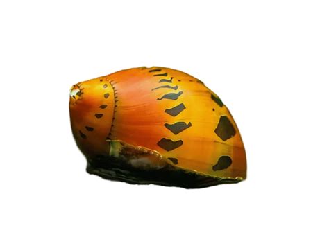 Chennai Aquarium - India’s #1 Online Aquarium & Aquascaping Store