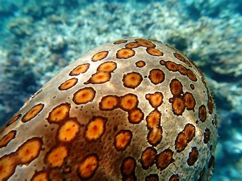 Les Pleiades Du Sud D’Ouvea - All You Need to Know BEFORE You Go