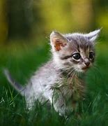 Image result for World's Cutest Baby Animals