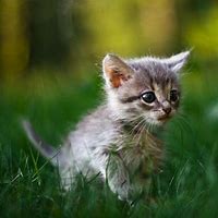 Image result for Cutest Baby Animals