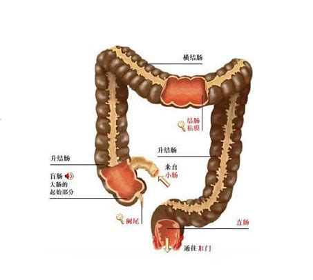 正常人体大肠解剖学-人体解剖图,_医学图库