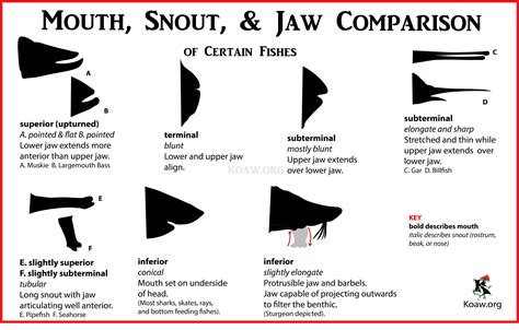 Mouth, Jaw, and Snout — Koaw Nature