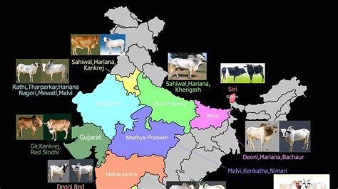 Petition · Jallikattu - White Revolution II - India · Change.org