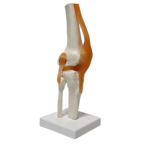 Buy N A Human Knee Joint Anatomical Model Skeleton, Medical Human s ...