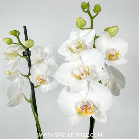 Buy Phalaenopsis Orchids Online India | Moth Orchid Colors Flower ...