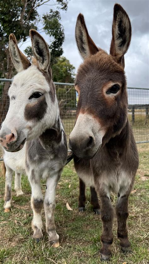 Adorable Donkeys