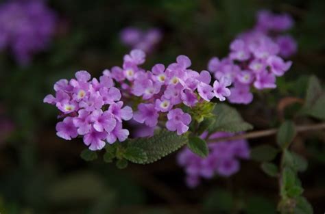 Emotional Beauty in the Cells : spiritual meaning of flower