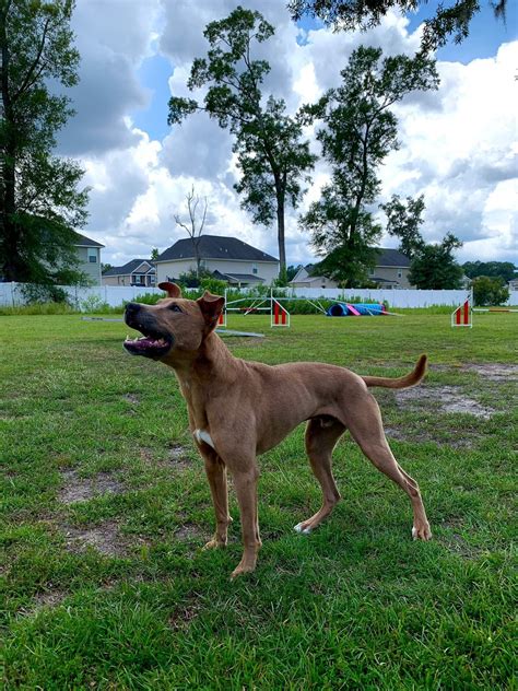 3rd Infantry Division Band musician and her dog win Top All-American ...