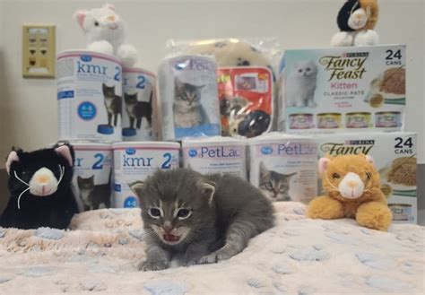 Antioch Animal Services Kitten Shower 2025, 300 L Street, Antioch, CA ...
