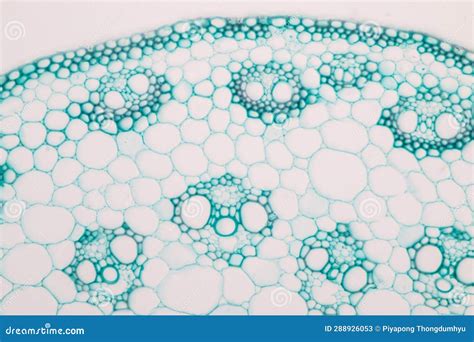 Image result for Different Tissues Under Microscope