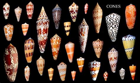 Image result for Cone Shell Types