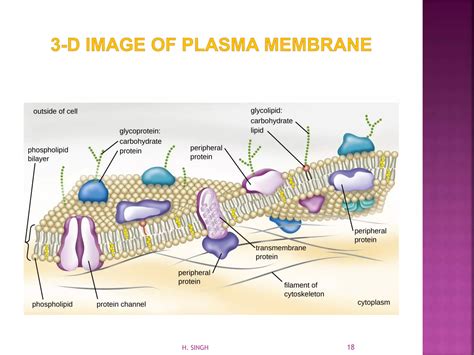 Plasma Membrane (Structure and Functions) | PDF