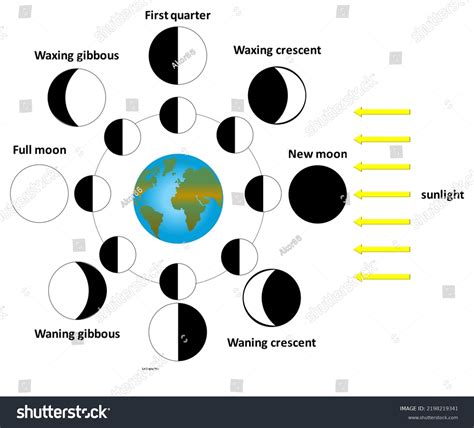 Eight Moon Phases During Month Stock Illustration 2198219341 | Shutterstock
