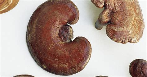 Reishi mushroom benefits list | Organic mushrooms | Biobirtte mushroom ...