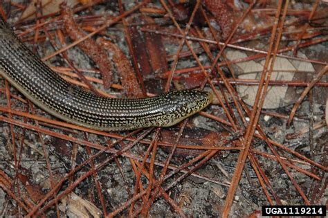 Eastern Glass Lizard