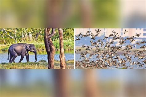 Green warriors all set to plant Environment Day msg in young minds today