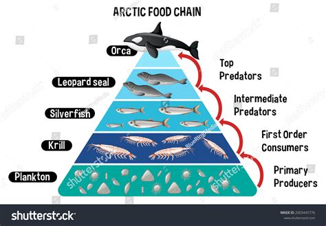 Diagram Showing Arctic Food Chain Education Stock Vector (Royalty Free ...