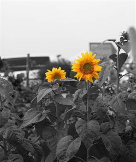 Image result for Screen Size in Python