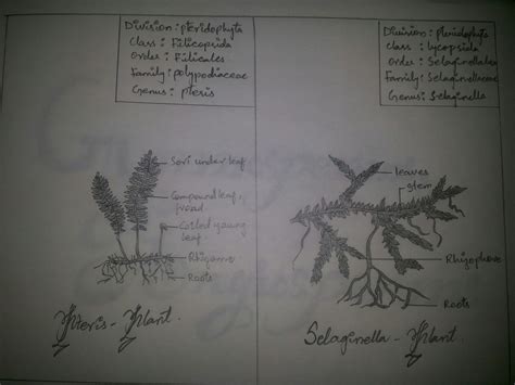 Botany 的图像结果