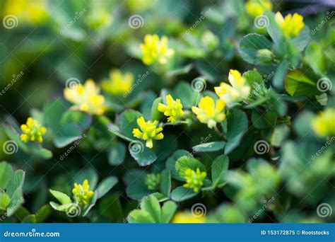 Yellow Flowers of the Clover Stock Image - Image of floral, medic ...