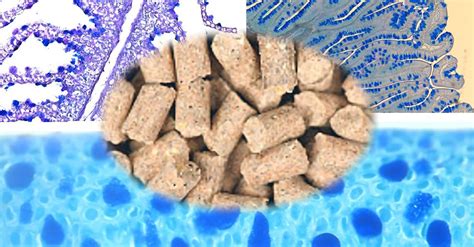 Nutritional modulation of the structure of the mucosal barriers of fish ...