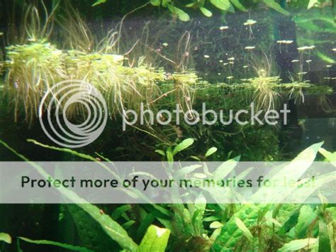 Growing Java Moss 的图像结果