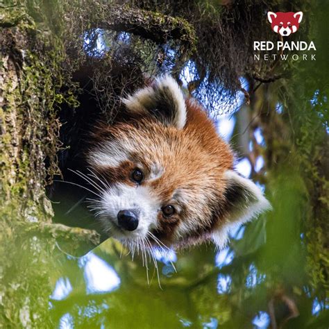 #redpanda #conservation #endangered #rpn | Red Panda Network