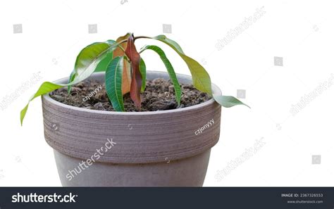 Bonsai Mango Tree 的图像结果