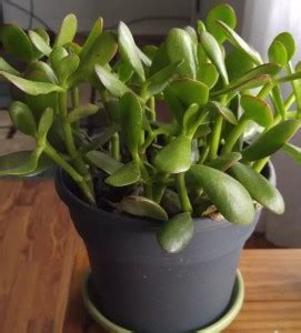 Cloud Farm Jade Plant Price in India - Buy Cloud Farm Jade Plant online ...