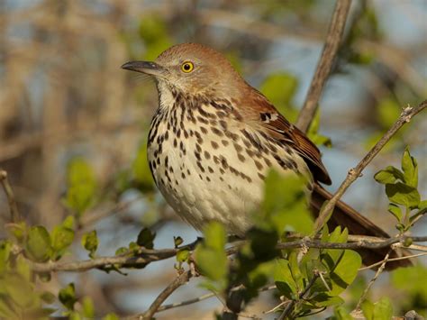 Brown Thrasher - NestWatch