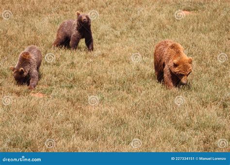 Beautiful Big Wild Brown Bear Dangerous Spanish Claws Stock Image ...