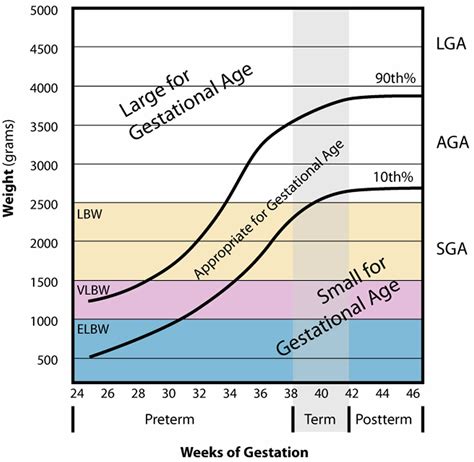Gestational age chart, how to calculate gestational age & corrected age