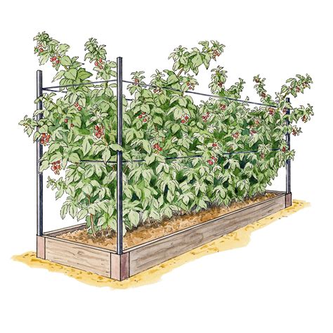 How To Grow Raspberries - Indoor Plants