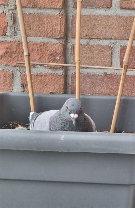My pigeon hates me : r/pigeon