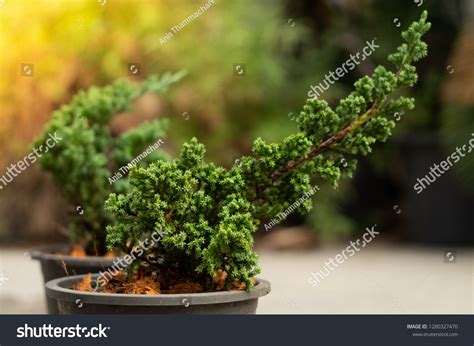 Juniper Bonsai Tree Grow at Anita Sosebee blog