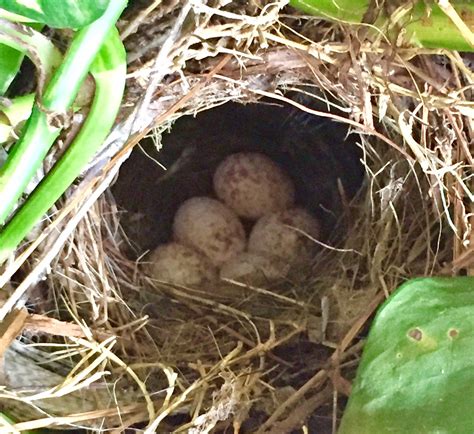 House Wren Eggs