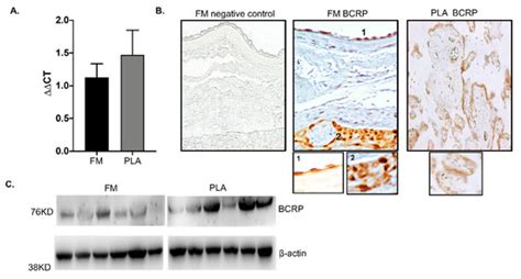 Fetal Membranes Contribute to Drug Transport across the Feto-Maternal ...