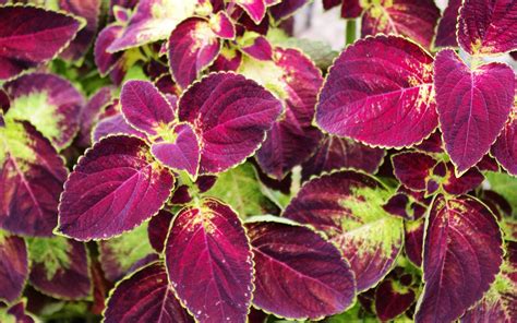 Do Deer Eat Coleus? Are They Deer-Resistant?