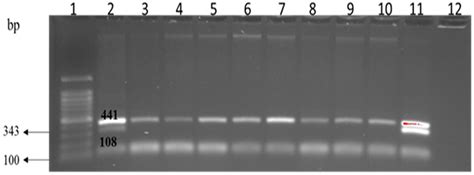 Antibiotic Resistant Enterobacteriaceae in Milk Alternatives