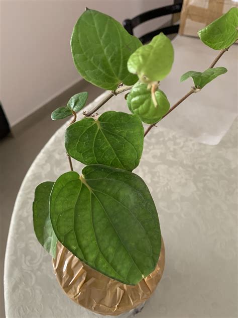 Indian Gardens Betel Leaf Plant Magai Paan Live Plant with Pot (4" Pot ...