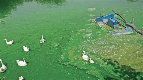 How heritage lakes of Delhi are vanishing - India Today