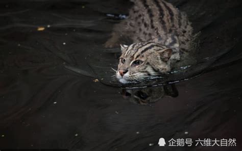 渔猫：亚洲最有灭绝风险的中小型猫科动物之一，在中国或已消失_活动