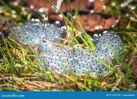 Frog eggs on water surface stock photo. Image of toad - 211743702