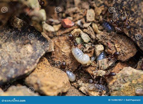 Ants with Larva on Limestone Stock Image - Image of wall, larva: 163861857